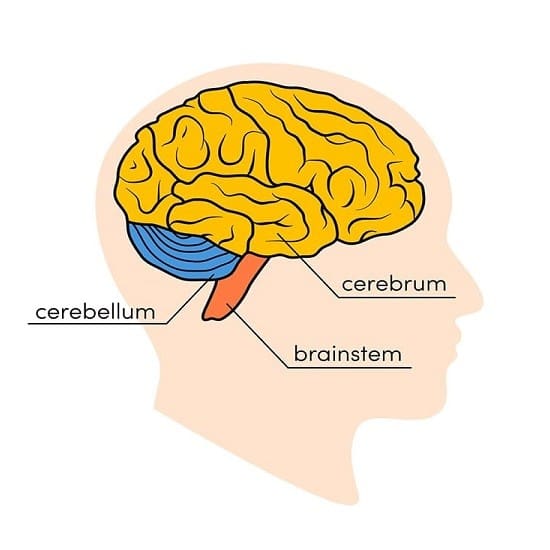 ساختار مغز از چه اجزایی تشکیل شده؟ آشنایی با 7 قسمت اصلی مغز انسان