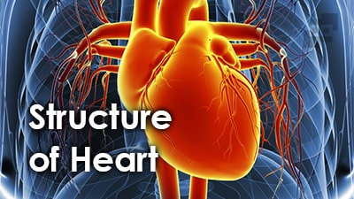 ساختار قلب