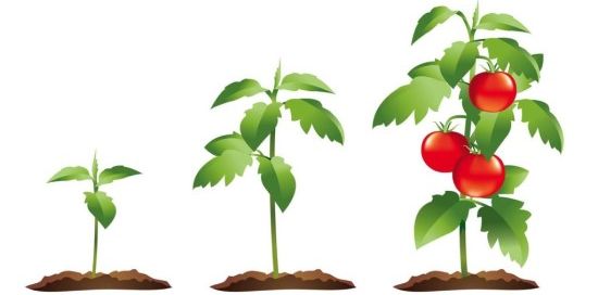 مزایای حفاظت از خاک