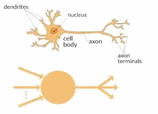 شبکه عصبی پرسپترون چیست؟